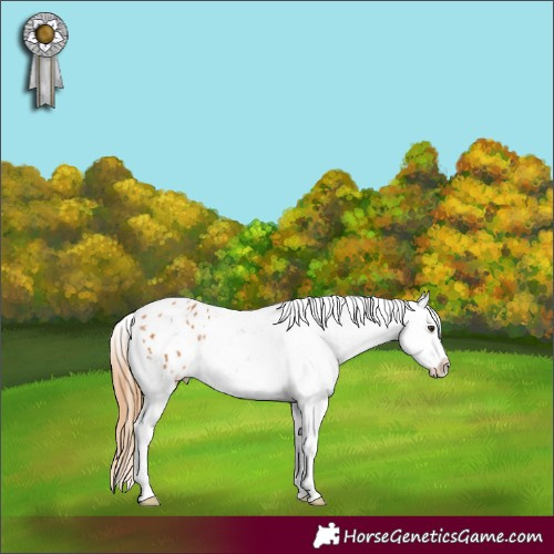 Horse Color:White Spotted Chestnut Appaloosa 