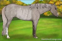 Horse Color:Silver Grullo Roan Rabicano 