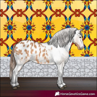 Horse Color:Bay Dun Appaloosa 