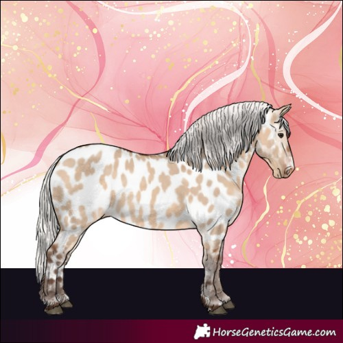 Horse Color:Silver Brown Dun Appaloosa 