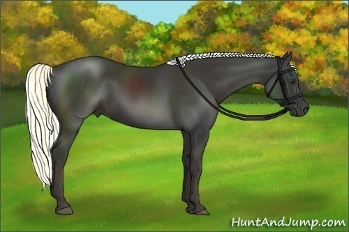 Horse Color:Liver Chestnut 