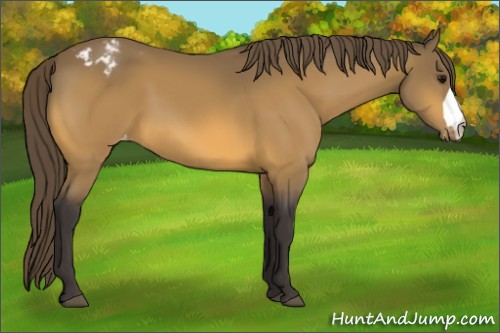 Horse Color:Buckskin Appaloosa 