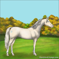 Horse Color:Palomino Roan Pearl  and Palomino Roan Pearl 