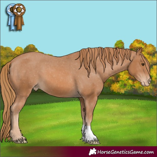 Horse Color:Chestnut Appaloosa 