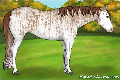 Horse Color:Red Dun Splash and White Spotted Red Dun Splash