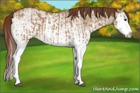 Horse Color:Red Dun Splash and White Spotted Red Dun Splash