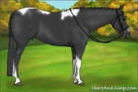Horse Color:Black Sabino Tobiano 