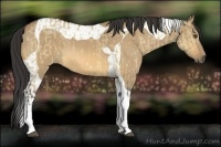 Horse Color:Buckskin Dun Tobiano and Buckskin Dun Tobiano