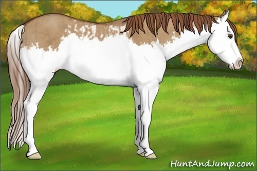 Horse Color:Red Dun Splash  and Red Dun Splash 