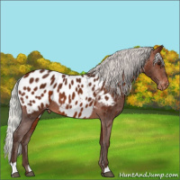 Horse Color:Silver Brown Near Leopard 
