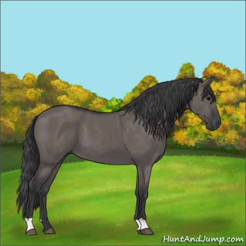 Horse Color:Grullo
