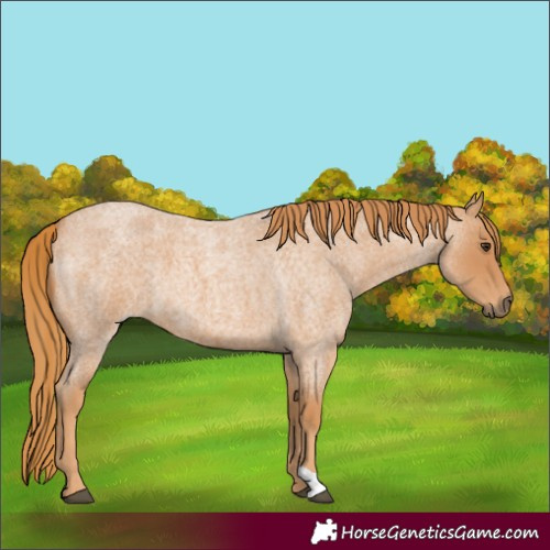 Horse Color:Red Roan 