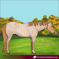 Horse Color:Red Roan 