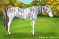 Horse Color:Blue Roan Splash and Blue Roan Splash Appaloosa