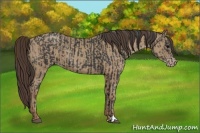 Horse Color:Black  and Classic Champagne 