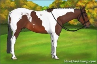 Horse Color:Bay Tobiano 