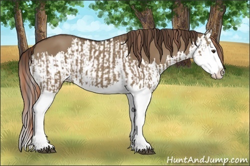 Horse Color:Liver Red Dun Splash  and Liver Red Dun Splash 