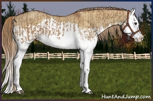 Horse Color:Red Dun Splash  and Red Dun Splash 