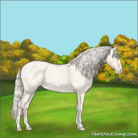 Horse Color:Palomino Roan Pearl  and Palomino Roan Pearl Blanket 