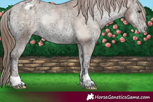 Horse Color:Liver Red Onyx Ice Pearl Appaloosa 