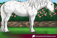 Horse Color:Silver Blue Onyx Ice Pearl Tobiano Appaloosa