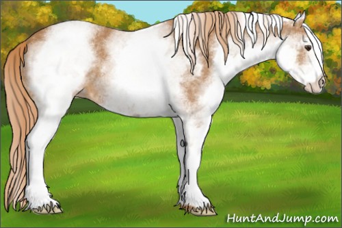 Horse Color:White Spotted Chestnut 