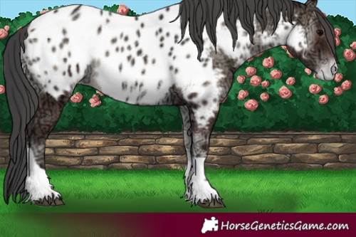 Horse Color:Blue Onyx Ice Tobiano Appaloosa