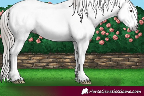 Horse Color:Gray Brown Ice Pearl Onyx Splash Appaloosa 