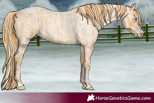 Horse Color:Palomino Roan Pearl  and Red Roan 