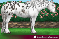 Horse Color:Blue Onyx Ice Appaloosa Rabicano 