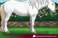 Horse Color:Blue Onyx Ice Pearl Appaloosa Rabicano 