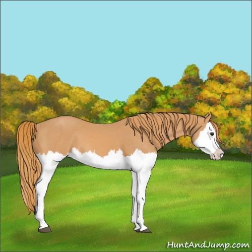 Horse Color:Chestnut Splash 