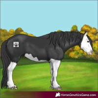 Horse Color:Black Splash 