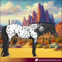 Horse Color:Black Appaloosa