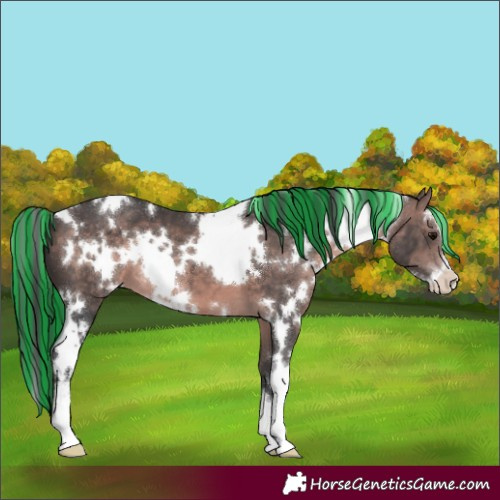 Horse Color:Platinum Painted White Spotted Bay Sabino 