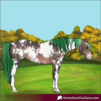 Horse Color:Platinum Painted White Spotted Bay Sabino