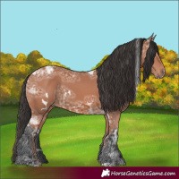 Horse Color:White Spotted Bay Ice