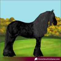 Horse Color:Void Blue Roan Splash Appaloosa 