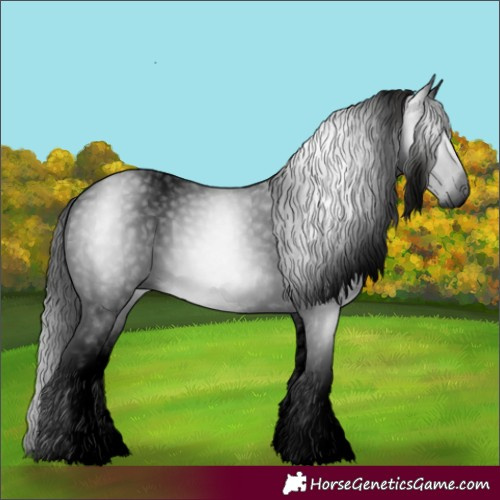 Horse Color:Gray Void Black Splash Appaloosa Rabicano