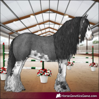 Horse Color:Blue Roan Splash 