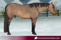 Horse Color:Bay Dun
