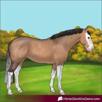 Horse Color:Bay Dun Splash 