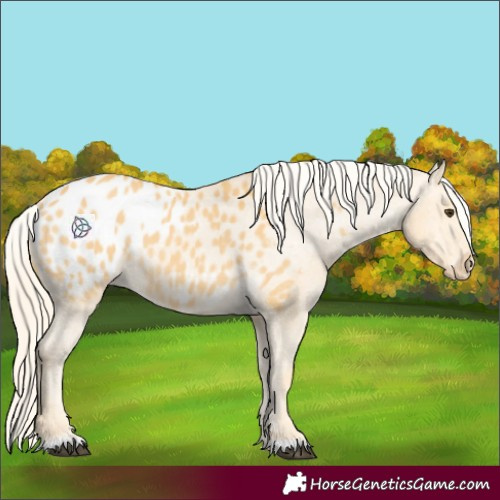 Horse Color:Palomino Appaloosa 
