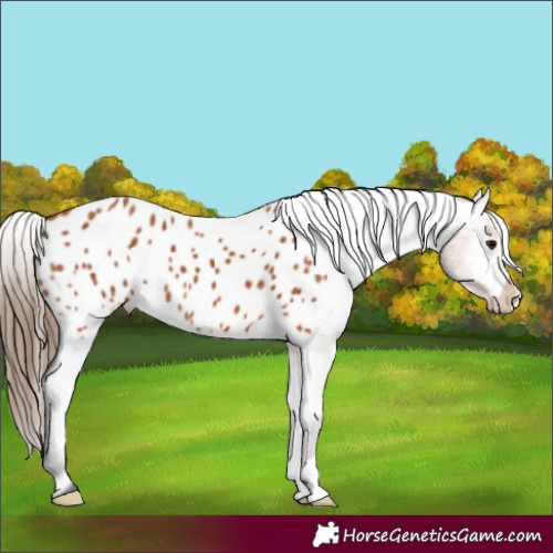 Horse Color:Bay Appaloosa 