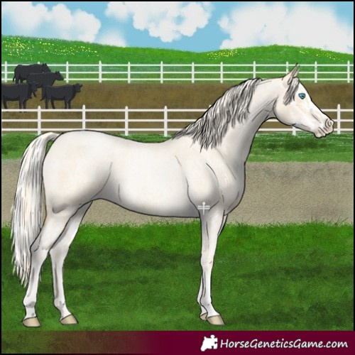 Horse Color:Palomino Roan Pearl  and Palomino Roan Pearl Splash 