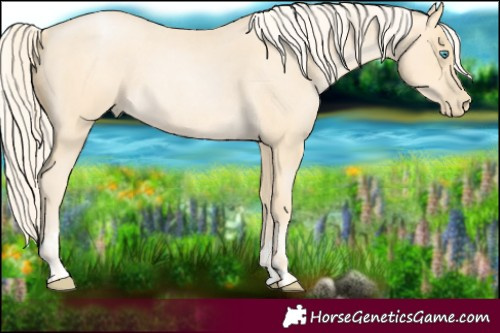 Horse Color:Palomino Roan Pearl  and Palomino Roan Pearl 