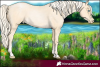 Horse Color:Palomino Roan Pearl and Palomino Roan Pearl