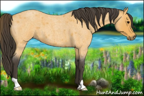Horse Color:Buckskin Roan 