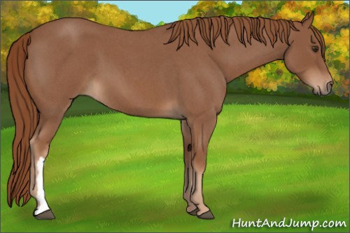 Horse Color:Red Roan