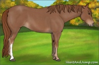 Horse Color:Red Roan 